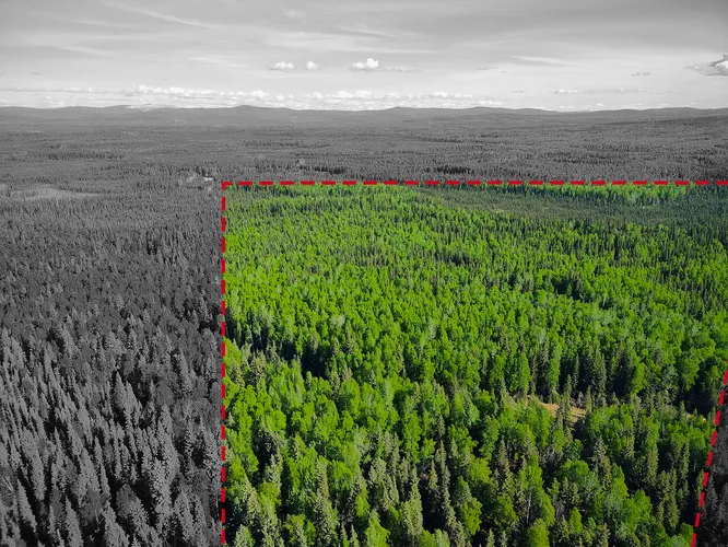 263 Acres of Uncut Timber West of the Chena River for sale in Fairbanks North Star Borough, Alaska — photo 4 of 31